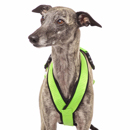 harness for Whippet light green