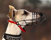 sighthound muzzle