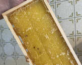 Wabe Pollen