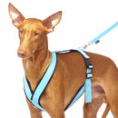 harness for Pharao Hound