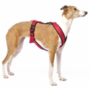 harness for whippets red