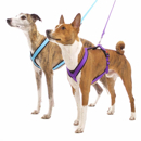 whippet basenji