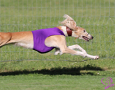 stetch vest purple