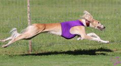 coursing shirt purple