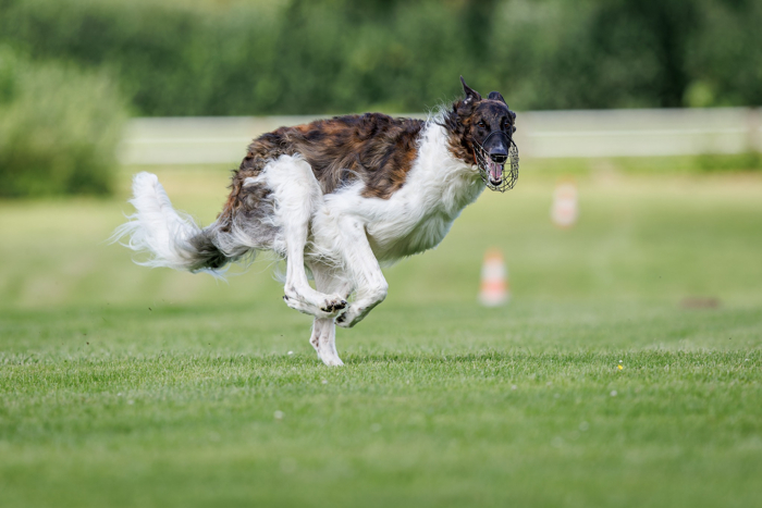 Borzoi racing cheap