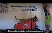 dogPacer Sporthund