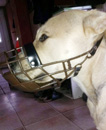 SOFAHUND