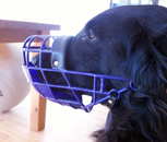 SOFAHUND