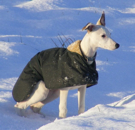 cappottino per Whippet