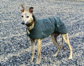 hunter whippet coat