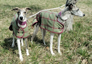 tweed Whippet coat