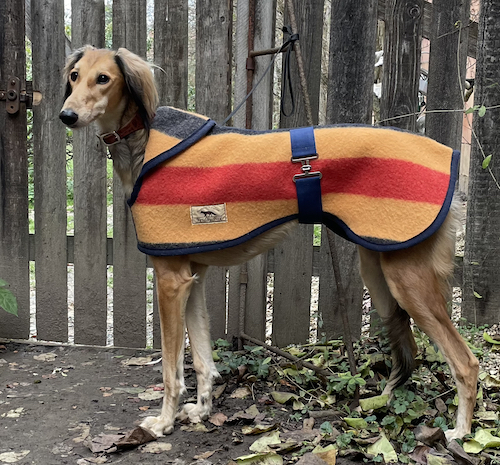wintermantel Saluki
