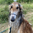 paris Deerhound