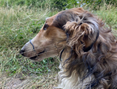 paris Borzoi