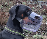 seattle JAFCO Dobermann