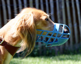 lassie