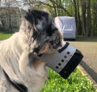 Maulkorb Miniaussie