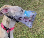 Maulkorb Whippet vienna