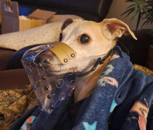 vienna Whippetmaulkorb